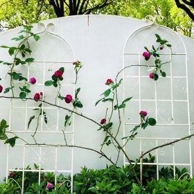 2 Pack Metal Garden Trellis 71" X 19.7" Rustproof Trellis For Climbing Plants Outdoor Flower Support (Option: CREAMWHITE)